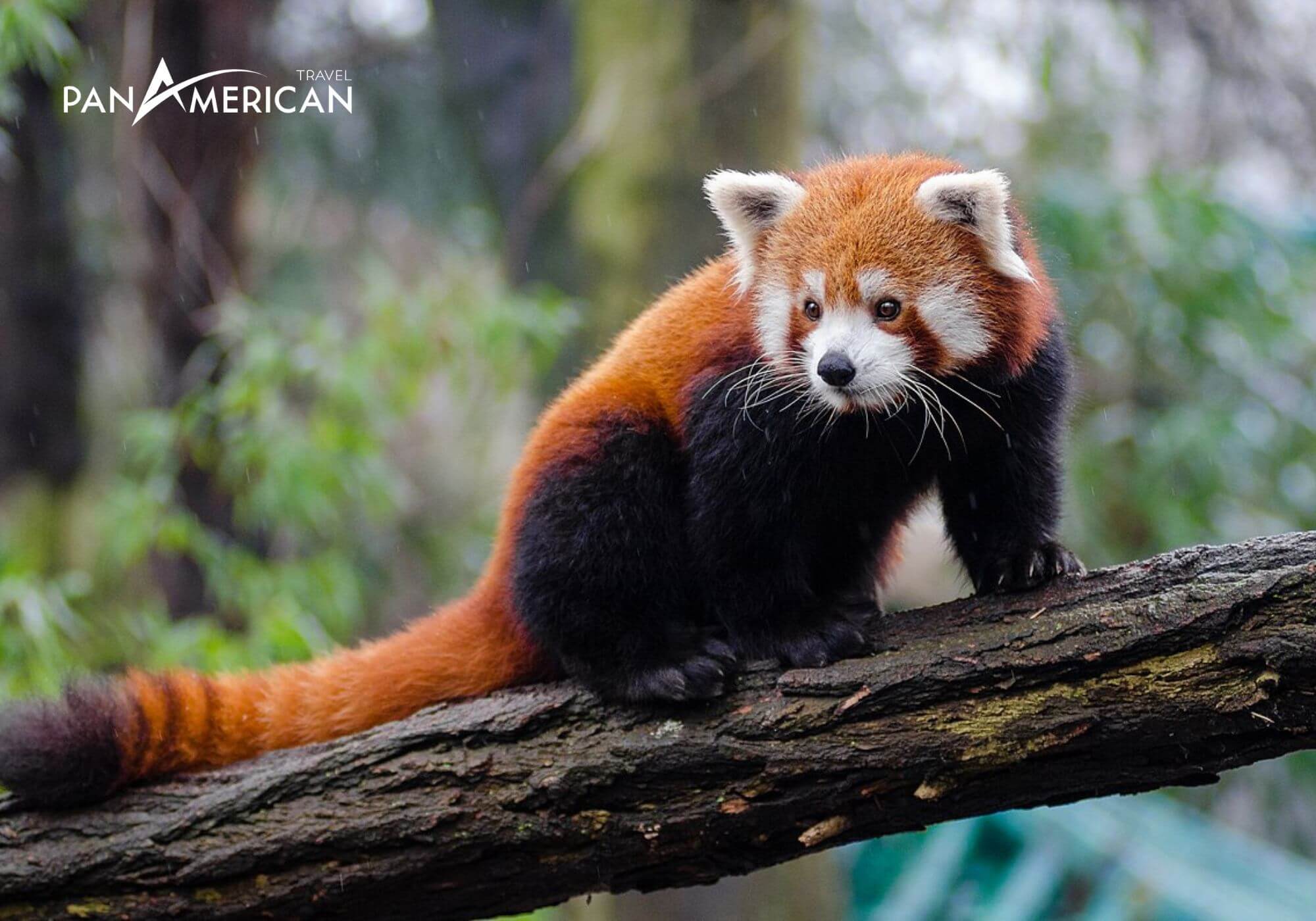 Loài Gấu trúc đỏ (Red Panda) tại vườn bách thú Central Park