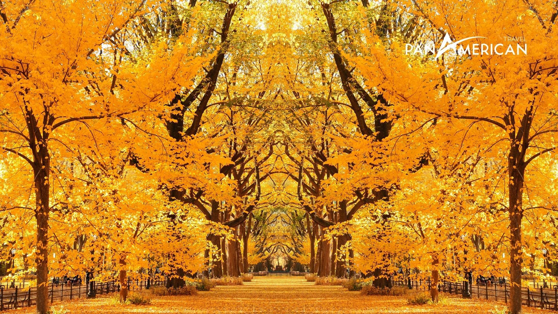 Con đường rợp màu lá vàng ở công viên trung tâm Central Park, New York