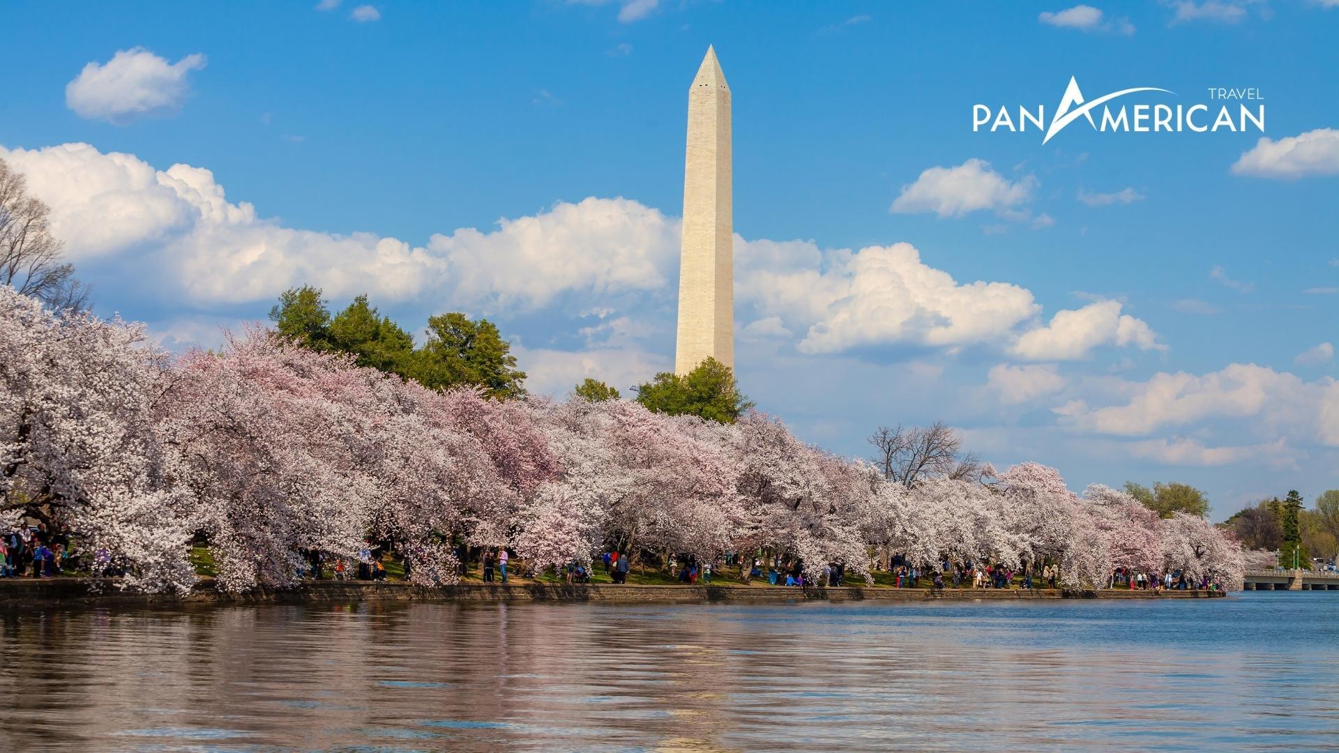 Lễ hội hoa anh đào vào mùa xuân ở thủ đô Washington DC, Mỹ 