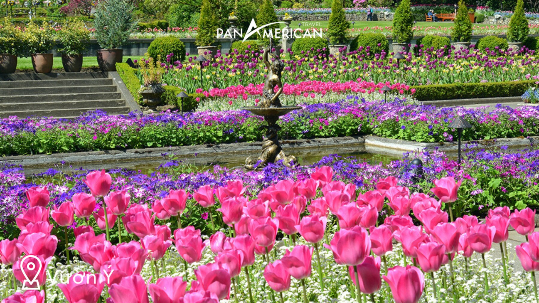 Những bông hoa tulip đầy màu sắc trong Vườn Ý (Butchart Gardens)